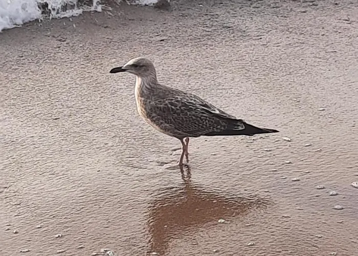 Апартаменты Perelka *